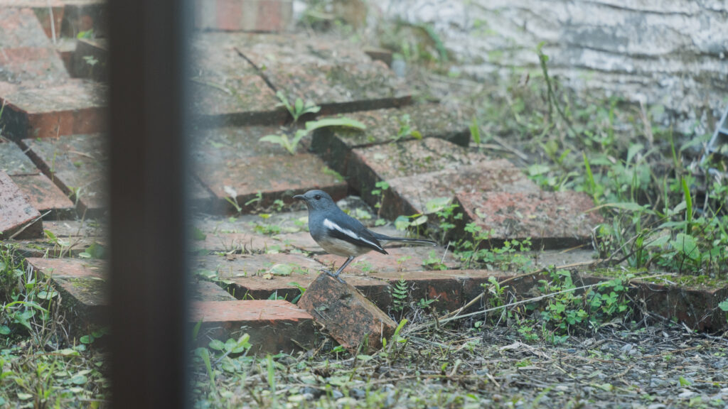 打開台北
無有建築（Wooyo Architecture）maaūu 也有房產
建築設計、建築美學
免費參觀、老屋翻新