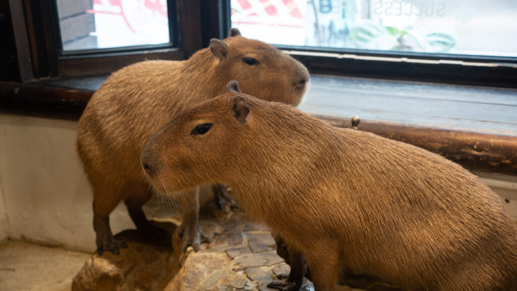 招財咖啡、新竹咖啡廳、貓咪主題咖啡廳、水豚咖啡廳、卡皮巴拉、新竹下午茶、新竹餐廳推薦、水豚互動、老宅咖啡、老屋咖啡、貓咪繪畫、貓咪插畫、新竹推薦咖啡廳
