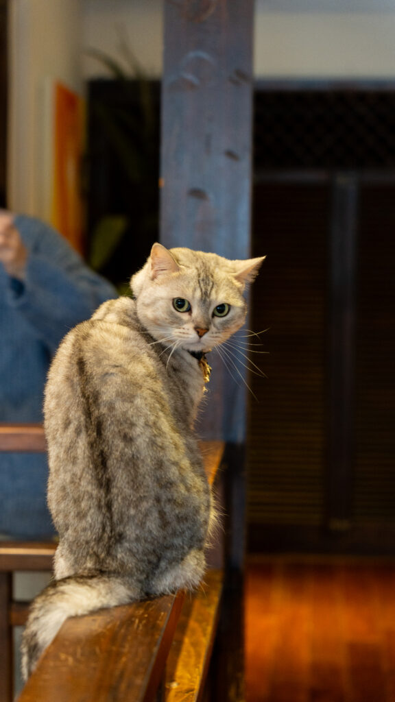 招財咖啡、新竹咖啡廳、貓咪主題咖啡廳、水豚咖啡廳、卡皮巴拉、新竹下午茶、新竹餐廳推薦、水豚互動、老宅咖啡、老屋咖啡