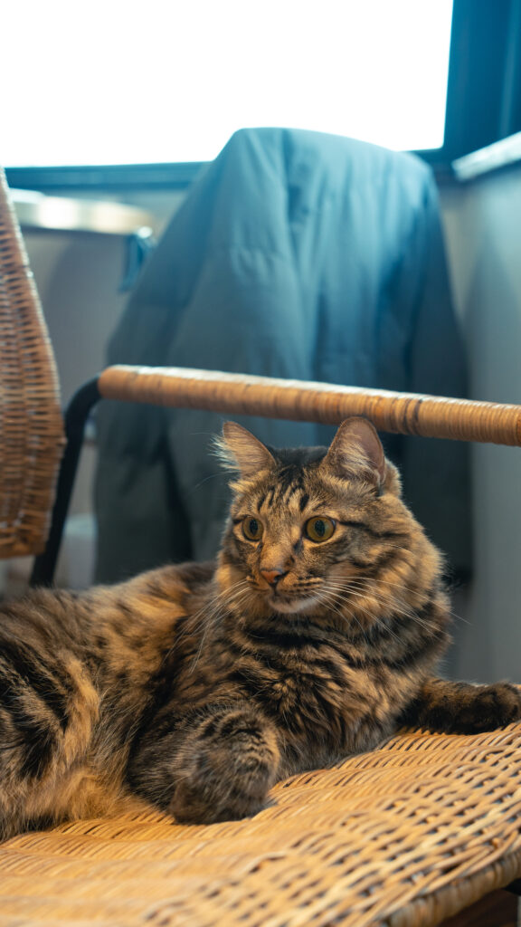 招財咖啡、新竹咖啡廳、貓咪主題咖啡廳、水豚咖啡廳、卡皮巴拉、新竹下午茶、新竹餐廳推薦、水豚互動、老宅咖啡、老屋咖啡、新竹推薦咖啡廳