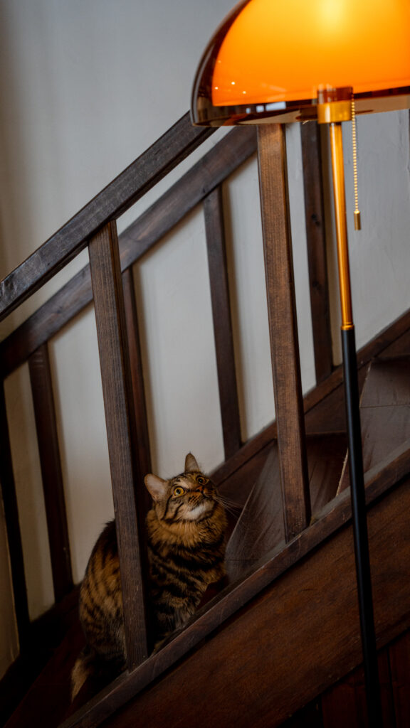 招財咖啡、新竹咖啡廳、貓咪主題咖啡廳、水豚咖啡廳、卡皮巴拉、新竹下午茶、新竹餐廳推薦、水豚互動、老宅咖啡、老屋咖啡、貓咪繪畫、貓咪插畫、新竹推薦咖啡廳