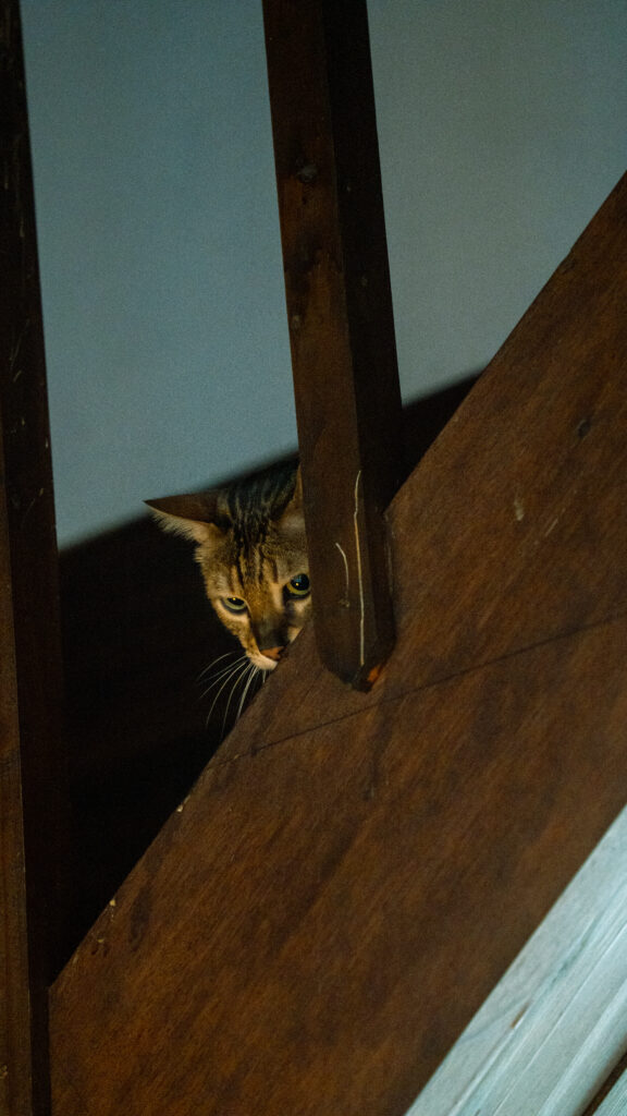 招財咖啡、新竹咖啡廳、貓咪主題咖啡廳、水豚咖啡廳、卡皮巴拉、新竹下午茶、新竹餐廳推薦、水豚互動、老宅咖啡、老屋咖啡、貓咪繪畫、貓咪插畫、新竹推薦咖啡廳