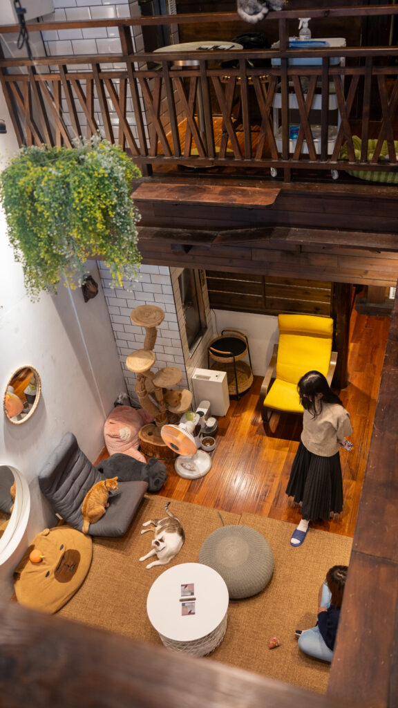 招財咖啡、新竹咖啡廳、貓咪主題咖啡廳、水豚咖啡廳、卡皮巴拉、新竹下午茶、新竹餐廳推薦、水豚互動、老宅咖啡、老屋咖啡、新竹推薦咖啡廳