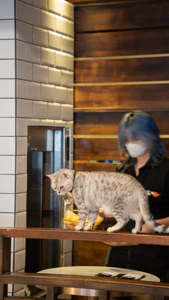 招財咖啡、新竹咖啡廳、貓咪主題咖啡廳、水豚咖啡廳、卡皮巴拉、新竹下午茶、新竹餐廳推薦、水豚互動、老宅咖啡、老屋咖啡、新竹推薦咖啡廳