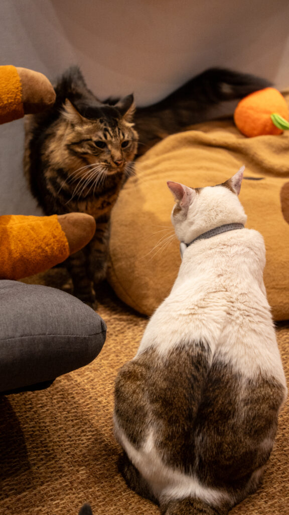 招財咖啡、新竹咖啡廳、貓咪主題咖啡廳、水豚咖啡廳、卡皮巴拉、新竹下午茶、新竹餐廳推薦、水豚互動、老宅咖啡、老屋咖啡、貓咪繪畫、貓咪插畫、新竹推薦咖啡廳