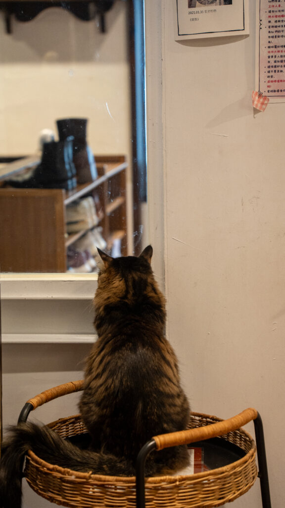 招財咖啡、新竹咖啡廳、貓咪主題咖啡廳、水豚咖啡廳、卡皮巴拉、新竹下午茶、新竹餐廳推薦、水豚互動、老宅咖啡、老屋咖啡、貓咪繪畫、貓咪插畫、新竹推薦咖啡廳