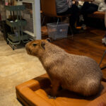 招財咖啡、新竹咖啡廳、貓咪主題咖啡廳、水豚咖啡廳、卡皮巴拉、新竹下午茶、新竹餐廳推薦、新竹推薦咖啡廳