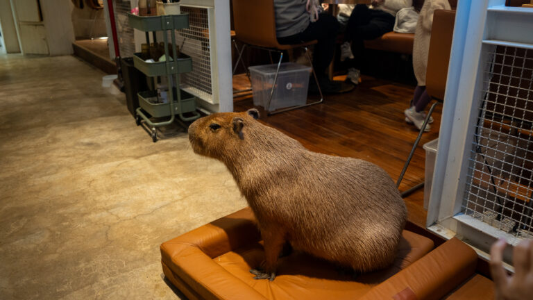 招財咖啡、新竹咖啡廳、貓咪主題咖啡廳、水豚咖啡廳、卡皮巴拉、新竹下午茶、新竹餐廳推薦、新竹推薦咖啡廳