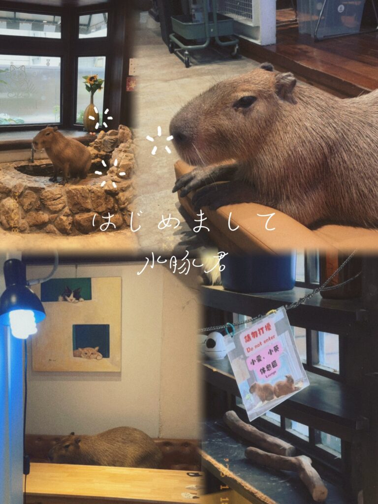 招財咖啡、新竹咖啡廳、貓咪主題咖啡廳、水豚咖啡廳、卡皮巴拉、新竹下午茶、新竹餐廳推薦、水豚互動、老宅咖啡、老屋咖啡、水豚君性別、水豚君吃什麼、新竹推薦咖啡廳