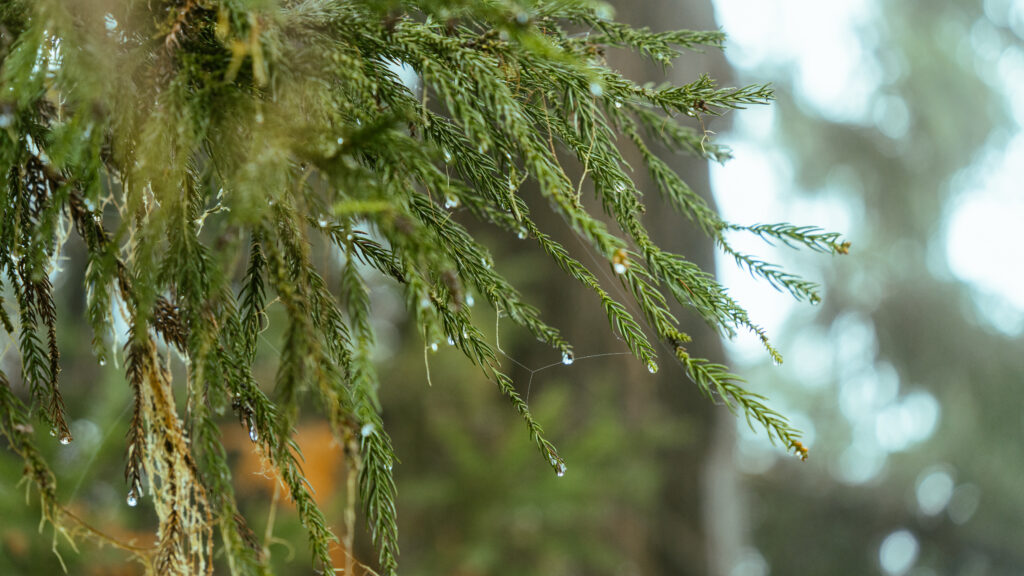 逃離現實走進遊戲畫面中的遺落之境—太平山國家森林遊樂區 太平山,宜蘭太平山,太平山住宿,太平山遊樂區,太平山森林遊樂區,太平山天氣,太平山蹦蹦車