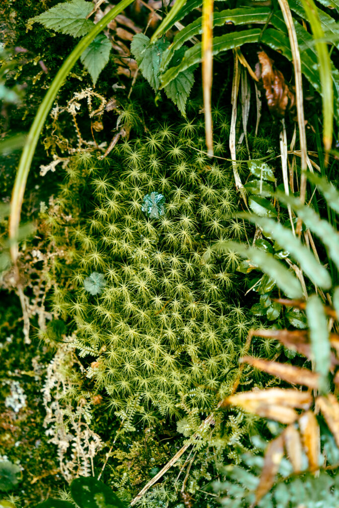 逃離現實走進遊戲畫面中的遺落之境—太平山國家森林遊樂區 太平山,宜蘭太平山,太平山住宿,太平山遊樂區,太平山森林遊樂區,太平山天氣,太平山蹦蹦車,森林鐵道,森林步道,健走步道,登山步道,鐵道,見晴懷古步道