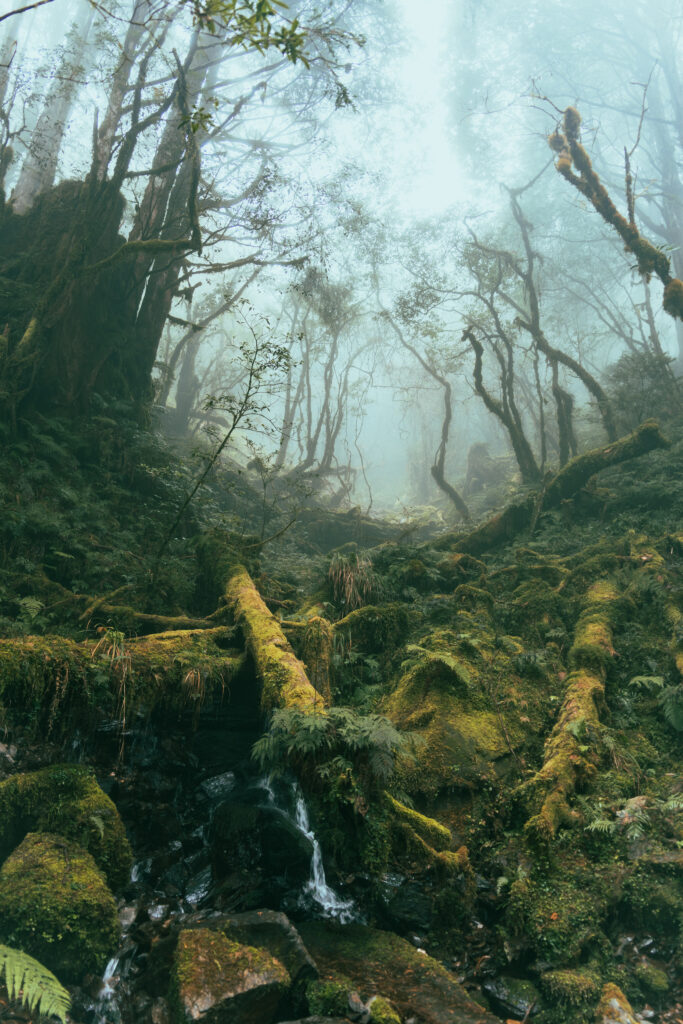 逃離現實走進遊戲畫面中的遺落之境—太平山國家森林遊樂區 太平山,宜蘭太平山,太平山住宿,太平山遊樂區,太平山森林遊樂區,太平山天氣,太平山蹦蹦車,森林鐵道,森林步道,健走步道,登山步道,鐵道,見晴懷古步道