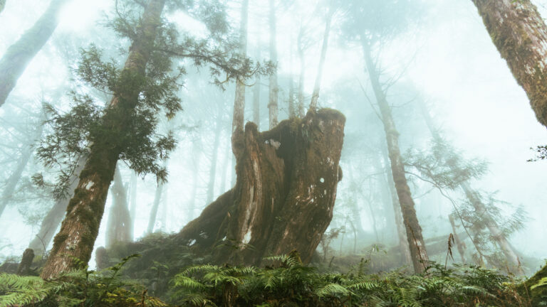 逃離現實走進遊戲畫面中的遺落之境—太平山國家森林遊樂區 太平山國家森林遊樂區 ,見晴古道,太平山莊,太平山蹦蹦車,太平山天氣,登山步道