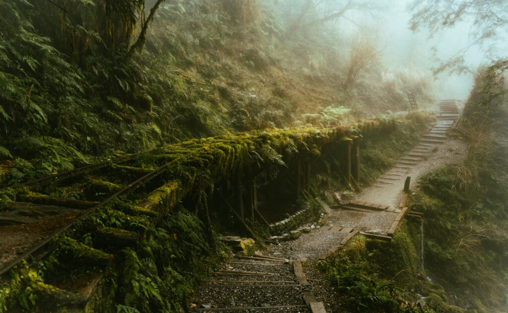 逃離現實走進遊戲畫面中的遺落之境—太平山國家森林遊樂區 dsc03409