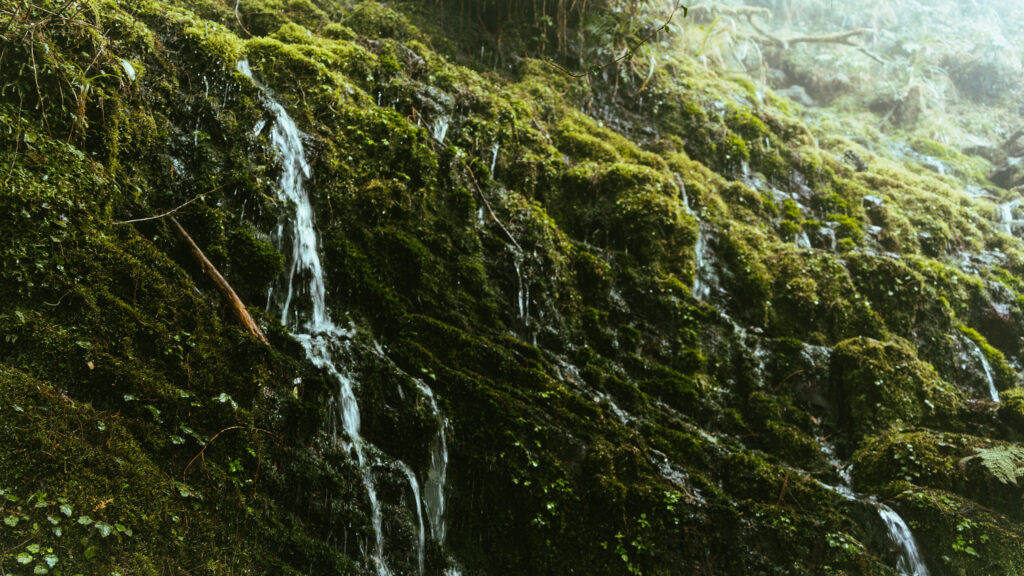 逃離現實走進遊戲畫面中的遺落之境—太平山國家森林遊樂區 太平山,宜蘭太平山,太平山住宿,太平山遊樂區,太平山森林遊樂區,太平山天氣,太平山蹦蹦車,森林鐵道,森林步道,健走步道,登山步道,鐵道,見晴懷古步道