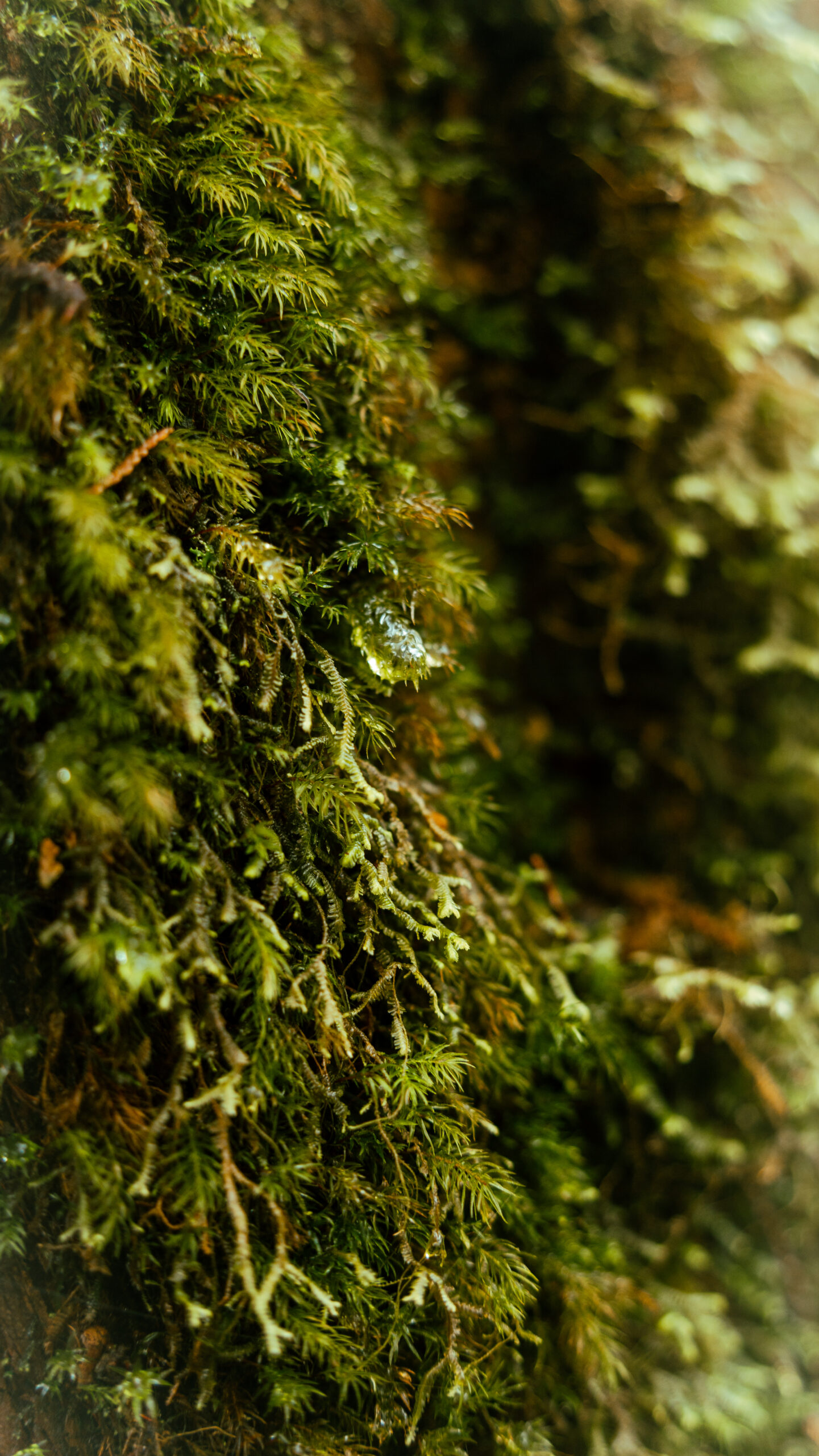 逃離現實走進遊戲畫面中的遺落之境—太平山國家森林遊樂區 太平山,宜蘭太平山,太平山住宿,太平山遊樂區,太平山森林遊樂區,太平山天氣,太平山蹦蹦車,森林鐵道,森林步道,健走步道,登山步道,鐵道,見晴懷古步道