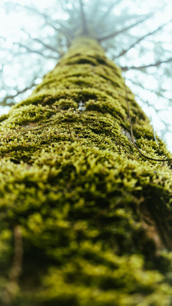 逃離現實走進遊戲畫面中的遺落之境—太平山國家森林遊樂區 太平山,宜蘭太平山,太平山住宿,太平山遊樂區,太平山森林遊樂區,太平山天氣,太平山蹦蹦車,森林鐵道,森林步道,健走步道,登山步道,鐵道,見晴懷古步道