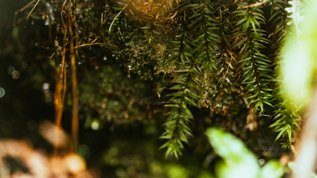 逃離現實走進遊戲畫面中的遺落之境—太平山國家森林遊樂區 太平山,宜蘭太平山,太平山住宿,太平山遊樂區,太平山森林遊樂區,太平山天氣,太平山蹦蹦車,森林鐵道,森林步道,健走步道,登山步道,鐵道