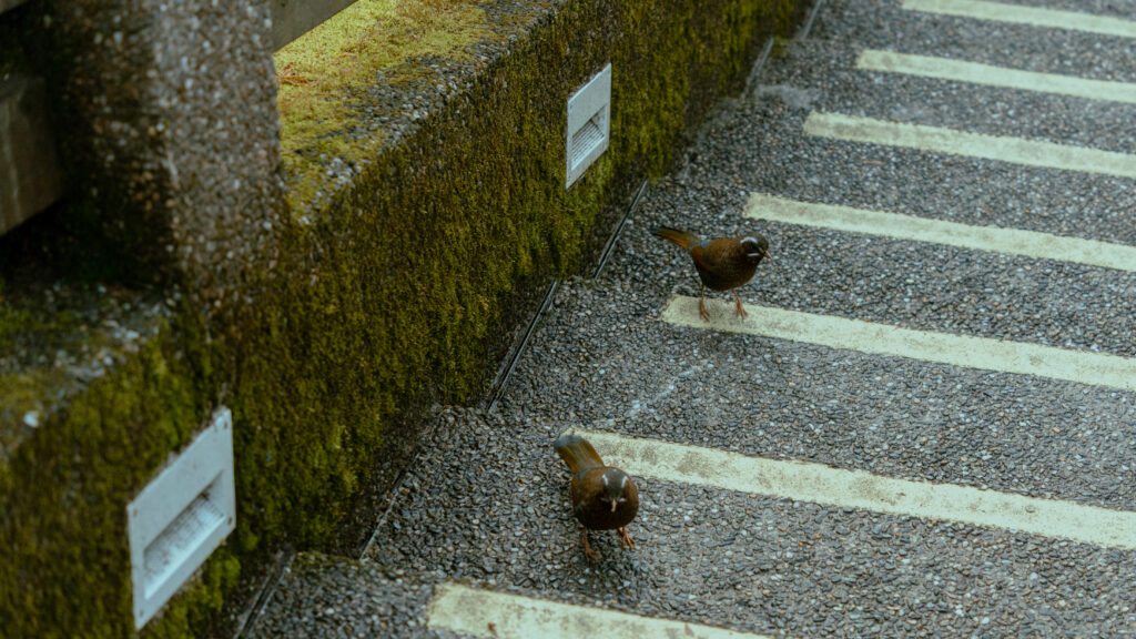 逃離現實走進遊戲畫面中的遺落之境—太平山國家森林遊樂區 太平山,宜蘭太平山,太平山住宿,太平山遊樂區,太平山森林遊樂區,太平山天氣,太平山蹦蹦車,森林鐵道,森林步道,健走步道,登山步道,鐵道,肖楠館,背包客,雲海咖啡廳,太平山餐廳,太平山美食,麵包,,吐司,包子,咖啡,豆漿,紅茶,太平山俱樂部,太平山導覽