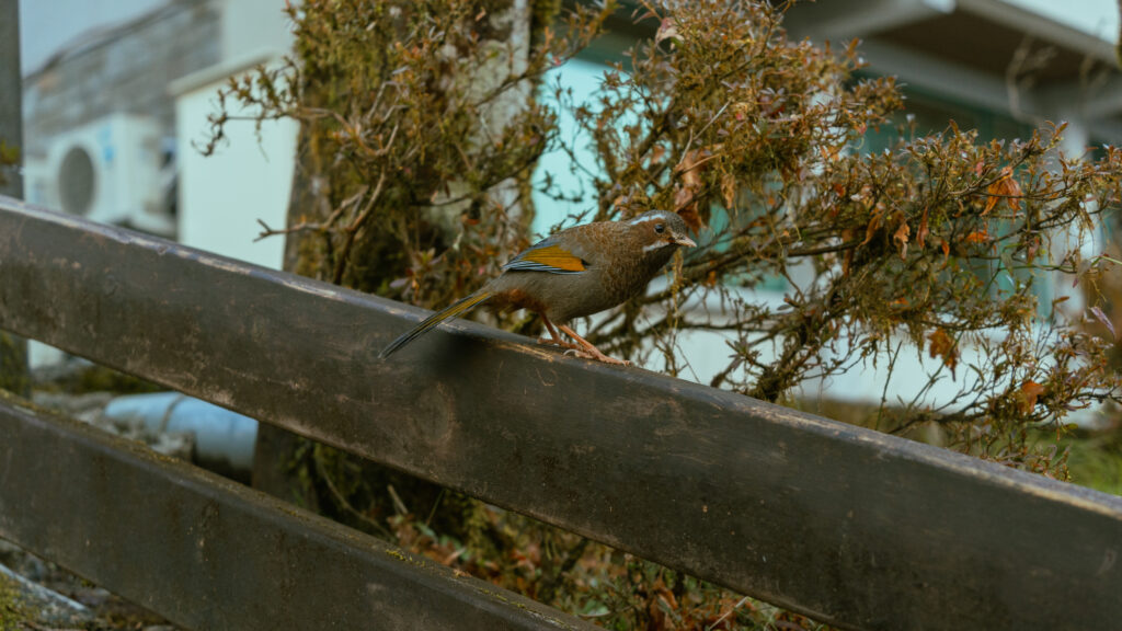 逃離現實走進遊戲畫面中的遺落之境—太平山國家森林遊樂區 太平山,宜蘭太平山,太平山住宿,太平山遊樂區,太平山森林遊樂區,太平山天氣,太平山蹦蹦車,森林鐵道,森林步道,健走步道,登山步道,鐵道,肖楠館,背包客,雲海咖啡廳,太平山餐廳,太平山美食,麵包,,吐司,包子,咖啡,豆漿,紅茶,太平山俱樂部,太平山導覽