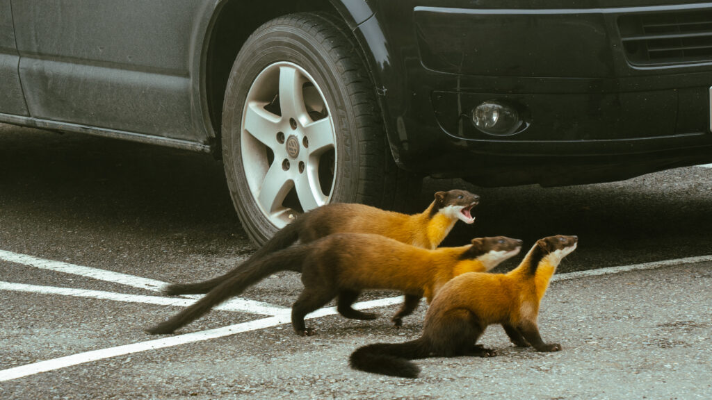 逃離現實走進遊戲畫面中的遺落之境—太平山國家森林遊樂區 太平山,宜蘭太平山,太平山住宿,太平山遊樂區,太平山森林遊樂區,太平山天氣,太平山蹦蹦車,森林鐵道,森林步道,健走步道,登山步道,鐵道,肖楠館,背包客,雲海咖啡廳,太平山餐廳,黃喉貂,保育動物