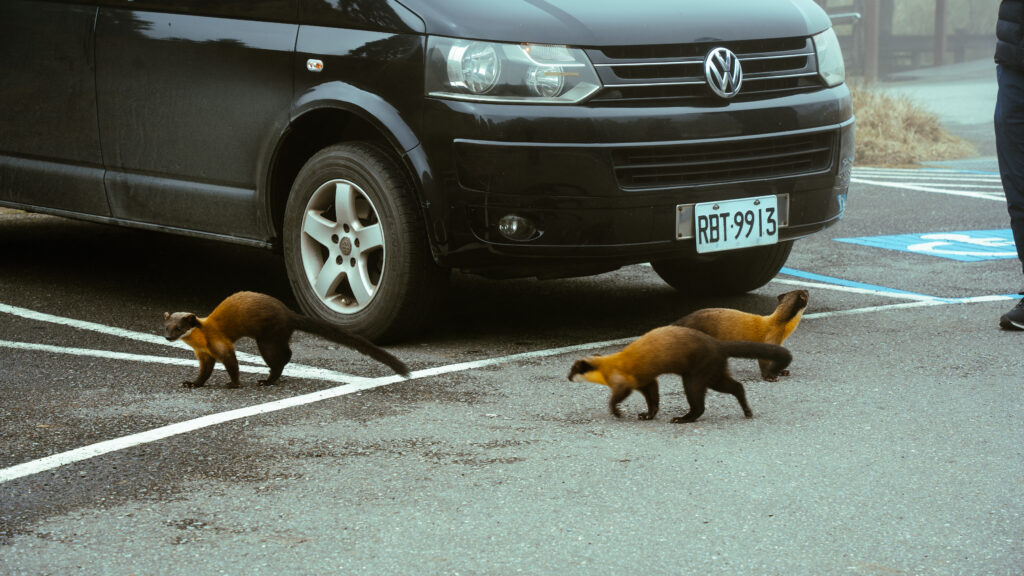 逃離現實走進遊戲畫面中的遺落之境—太平山國家森林遊樂區 太平山,宜蘭太平山,太平山住宿,太平山遊樂區,太平山森林遊樂區,太平山天氣,太平山蹦蹦車,森林鐵道,森林步道,健走步道,登山步道,鐵道,肖楠館,背包客,雲海咖啡廳,太平山餐廳,黃喉貂,保育動物
