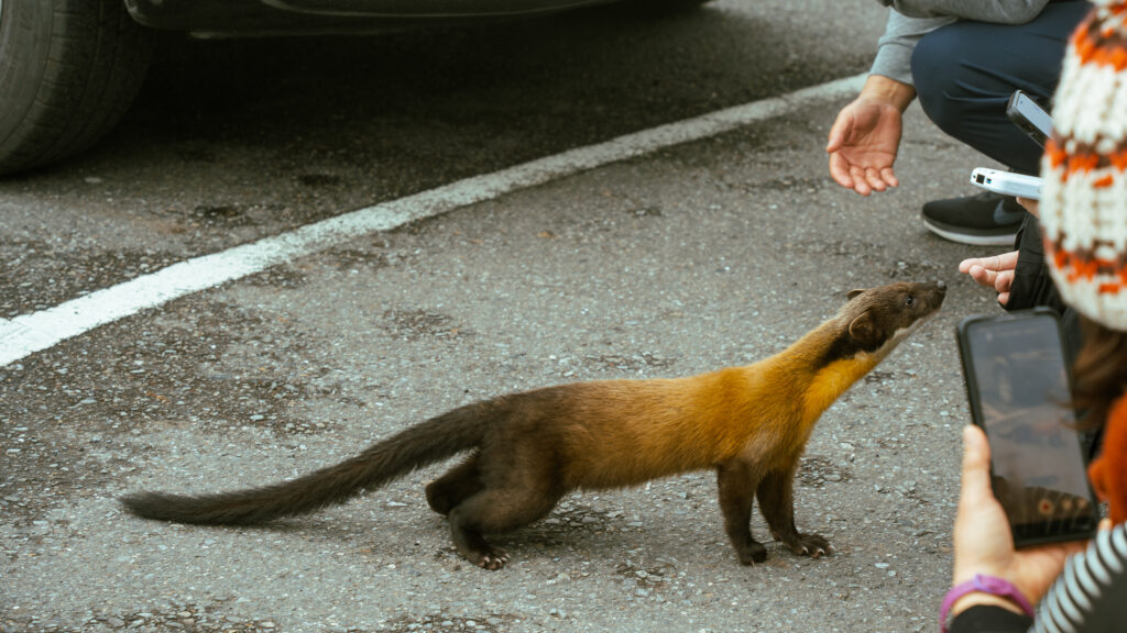 逃離現實走進遊戲畫面中的遺落之境—太平山國家森林遊樂區 太平山,宜蘭太平山,太平山住宿,太平山遊樂區,太平山森林遊樂區,太平山天氣,太平山蹦蹦車,森林鐵道,森林步道,健走步道,登山步道,鐵道,肖楠館,背包客,雲海咖啡廳,太平山餐廳,黃喉貂,保育動物