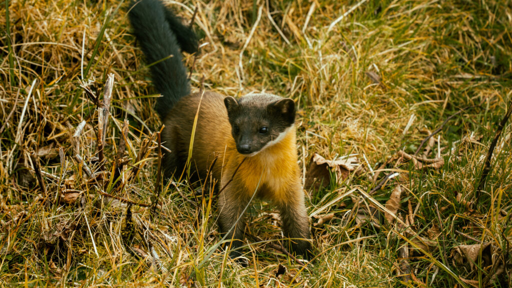 逃離現實走進遊戲畫面中的遺落之境—太平山國家森林遊樂區 太平山,宜蘭太平山,太平山住宿,太平山遊樂區,太平山森林遊樂區,太平山天氣,太平山蹦蹦車,森林鐵道,森林步道,健走步道,登山步道,鐵道,肖楠館,背包客,雲海咖啡廳,太平山餐廳,黃喉貂,保育動物