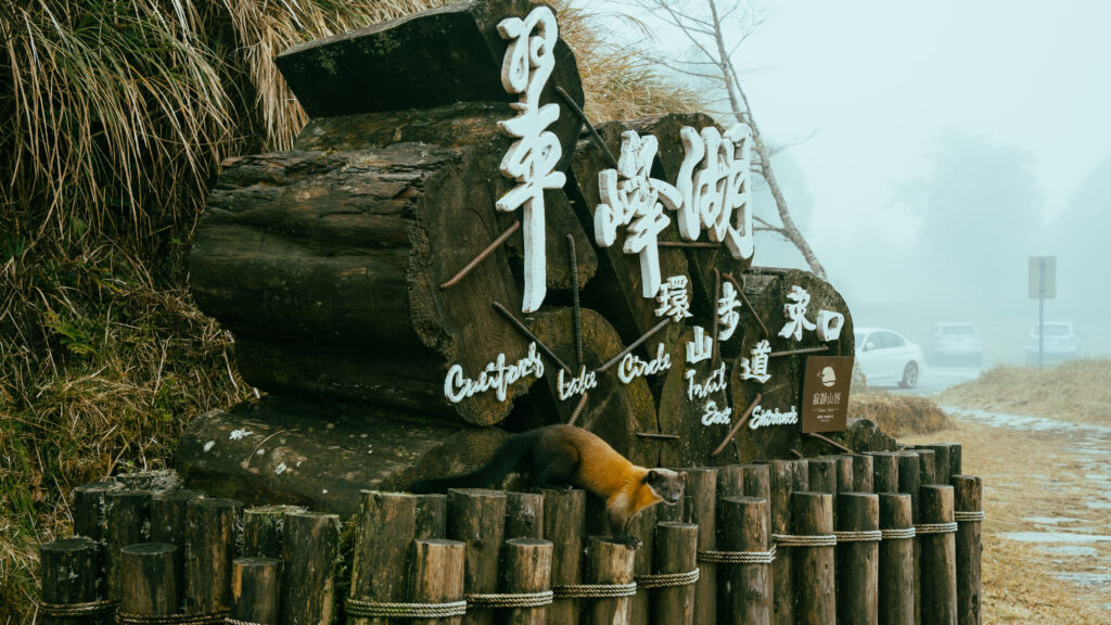 逃離現實走進遊戲畫面中的遺落之境—太平山國家森林遊樂區 太平山,宜蘭太平山,太平山住宿,太平山遊樂區,太平山森林遊樂區,太平山天氣,太平山蹦蹦車,森林鐵道,森林步道,健走步道,登山步道,鐵道,肖楠館,背包客,雲海咖啡廳,太平山餐廳,黃喉貂,保育動物